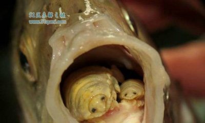 ​缩头鱼虱会吃人舌头吗?缩头鱼虱对于人有妨害吗?