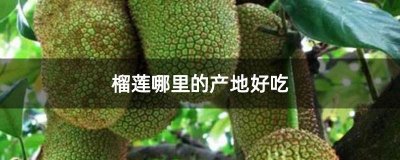 ​榴莲的原产地是哪里（榴莲产地是哪里）