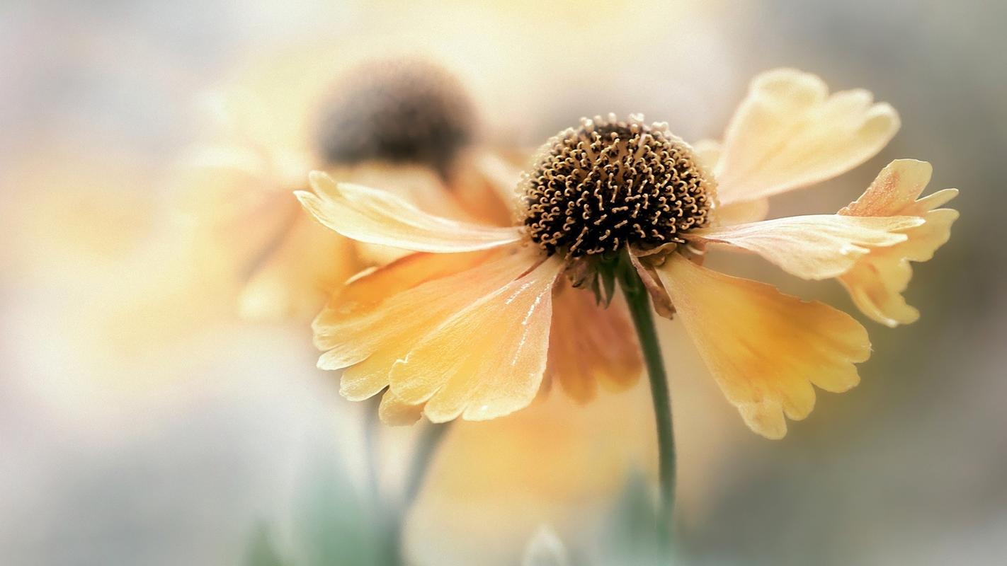 党的领导的主要内容是（党的领导的主要内容是什么）