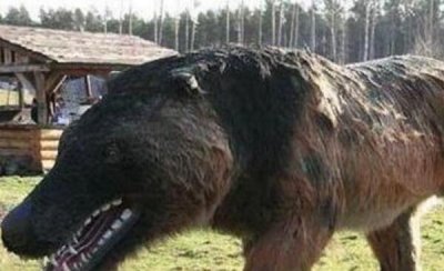 ​神农架棺材兽传闻，体型像棺材（1970年曾被哨卒枪毙）