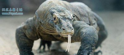 ​科莫多龙口腔充满细菌的怪物 科莫多龙咬人有救吗?