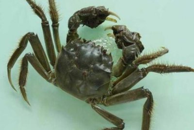 ​河蟹没有能和什么共吃：没有要和寒凉食物共吃_河蟹是寒性