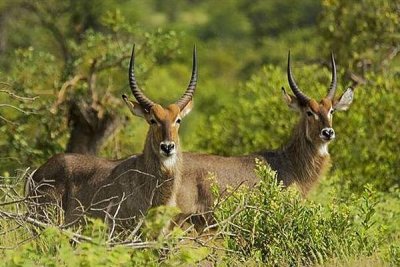 ​水羚：重达250千克，身体气味难闻_狮子不会猎杀它