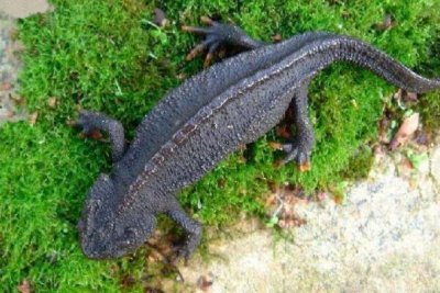 ​细痣疣螈：长约15厘米，陆栖生活_繁殖期过后