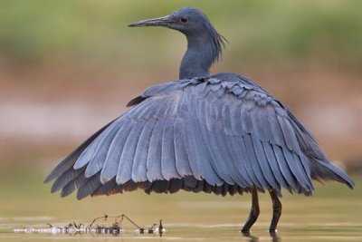 ​黑鹭：长约42厘米，心机腹黑_将翅膀搭成凉棚捕食