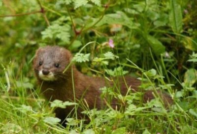 ​亚欧水貂：1995-1999年灭绝，晚上活动_夏季活动范围广