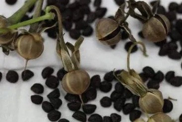 网络图片(侵删)