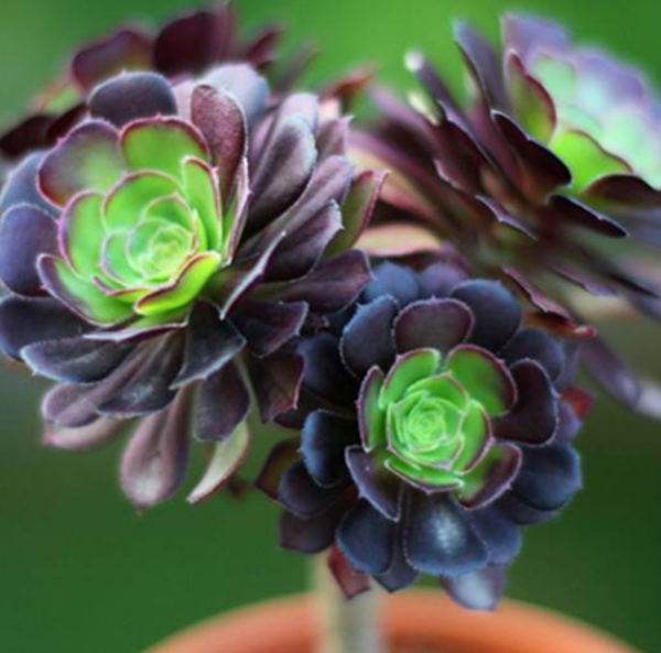 赶快扔!十种招鬼的花,乌法师能呼唤地狱恶鬼(阴气较沉)