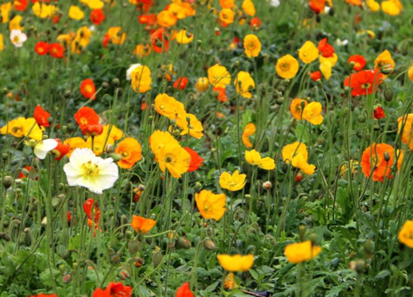 赶快扔!十种招鬼的花,乌法师能呼唤地狱恶鬼(阴气较沉)