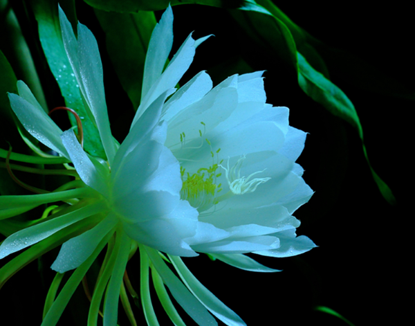 赶快扔!十种招鬼的花,乌法师能呼唤地狱恶鬼(阴气较沉)