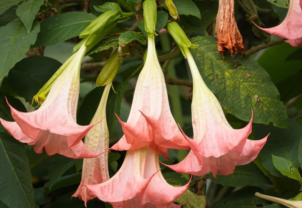 赶快扔!十种招鬼的花,乌法师能呼唤地狱恶鬼(阴气较沉)