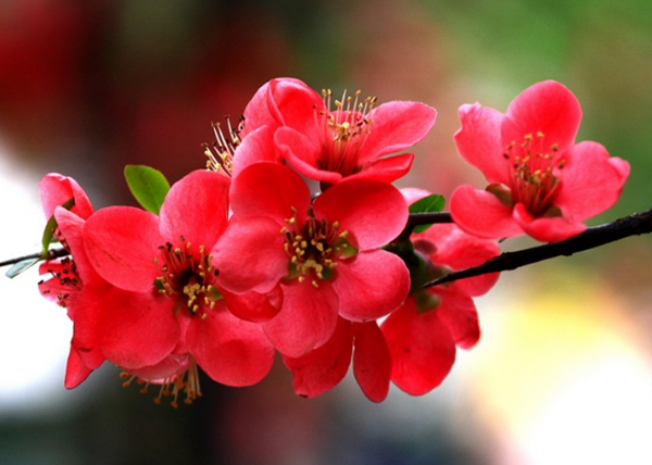 赶快扔!十种招鬼的花,乌法师能呼唤地狱恶鬼(阴气较沉)