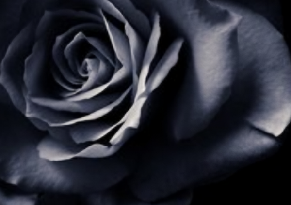 赶快扔!十种招鬼的花,乌法师能呼唤地狱恶鬼(阴气较沉)