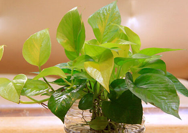 赶快扔!十种招鬼的花,乌法师能呼唤地狱恶鬼(阴气较沉)