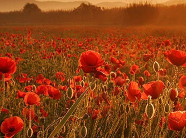 赶快扔!十种招鬼的花,乌法师能呼唤地狱恶鬼(阴气较沉)