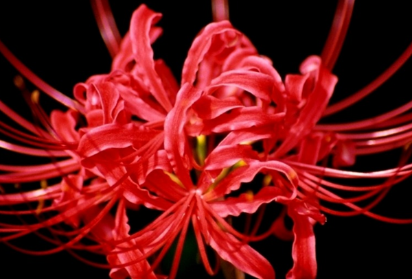 赶快扔!十种招鬼的花,乌法师能呼唤地狱恶鬼(阴气较沉)