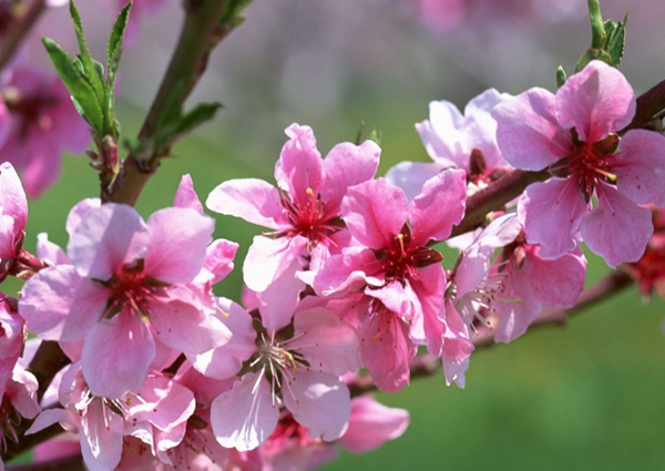赶快扔!十种招鬼的花,乌法师能呼唤地狱恶鬼(阴气较沉)