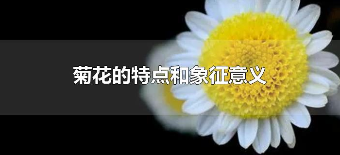 菊花的特点和象征意义