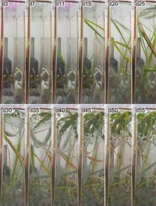 ​航天员带回了空间站生长的水稻（空间站种出的水稻种子回家啦）