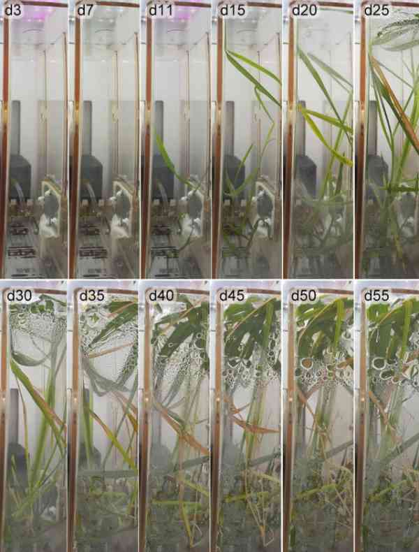 航天员带回了空间站生长的水稻
