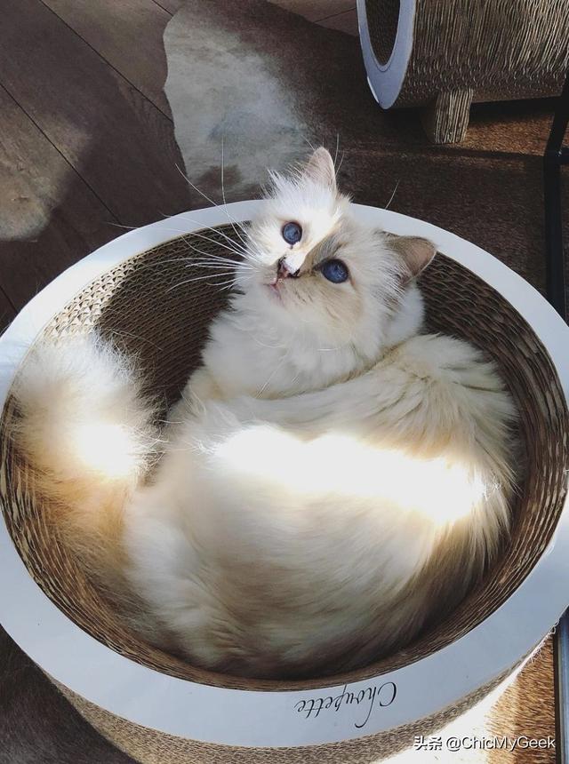 卡尔拉格斐为什么会被尊称老佛爷(拉格斐逝世三周年)(6)