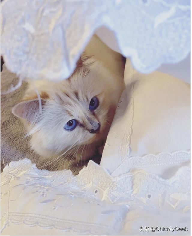 卡尔拉格斐为什么会被尊称老佛爷(拉格斐逝世三周年)(8)