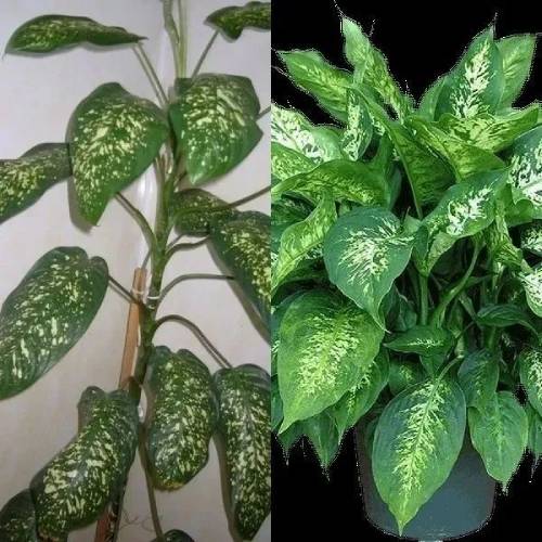 室内养殖万年青