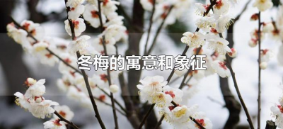 ​冬梅的寓意和象征（冬梅的寓意和象征是什么）
