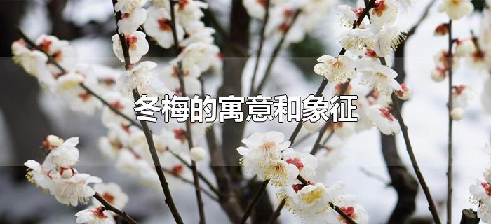 冬梅的寓意和象征