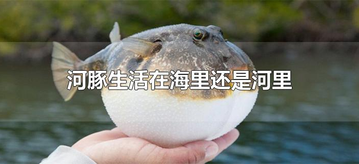 河豚生活在海里还是河里 河豚生活在海里还是河里
