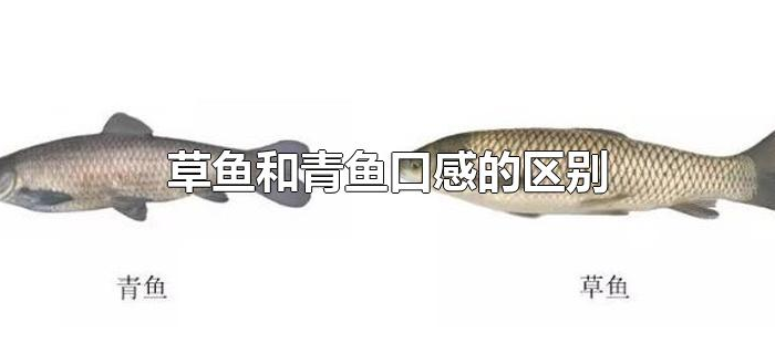 草鱼和青鱼口感的区别 草鱼和青鱼口感的区别