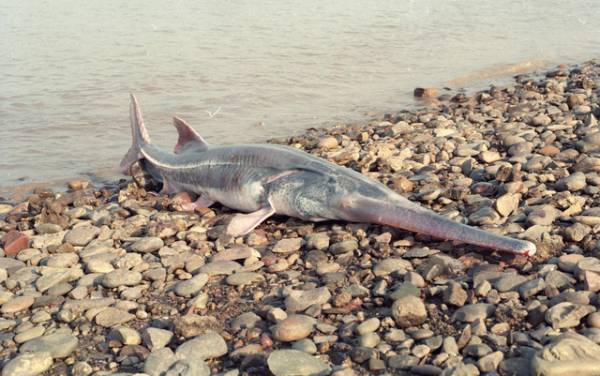 长江白鲟被正式宣布灭绝 长江白鲟被正式宣布灭绝