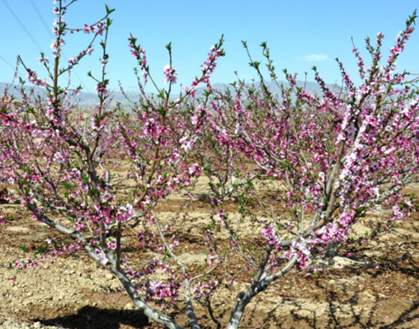 镇宅辟邪什么植物最佳,十大镇宅辟邪的植物(椿树护宅及祈寿功效)
