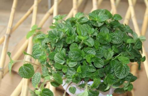 植物听音乐有什么好处 植物听音乐有什么好处