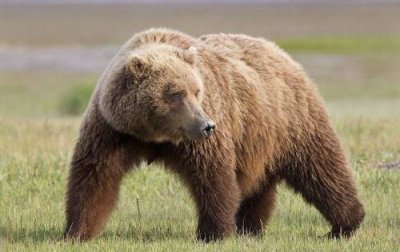 ​棕熊是几级保护动物（棕熊属于国家几级保护动物）