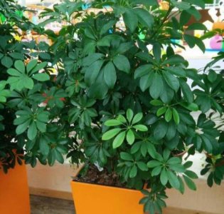 吸烟的房间放什么植物(抽烟多的地方养什么植物好)