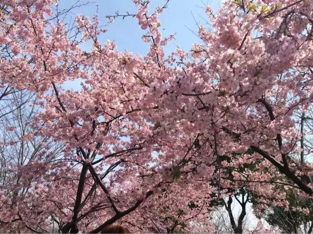 不可小看的上海一条小街多伦路(魔都100条必逛小马路)(105)