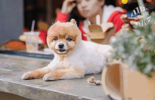 不可小看的上海一条小街多伦路(魔都100条必逛小马路)(41)