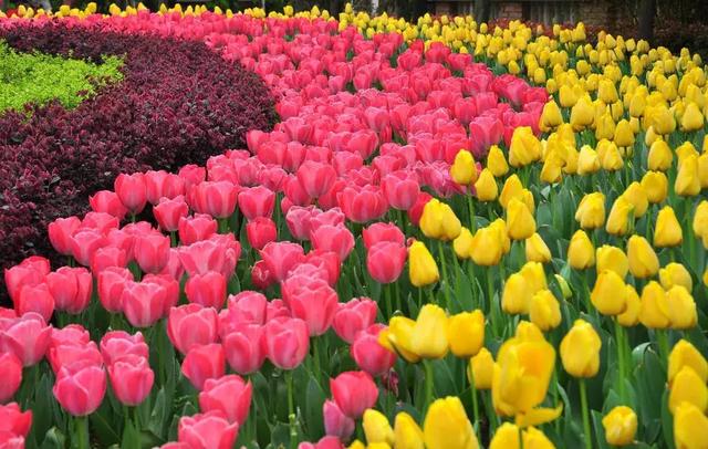 不可小看的上海一条小街多伦路(魔都100条必逛小马路)(108)