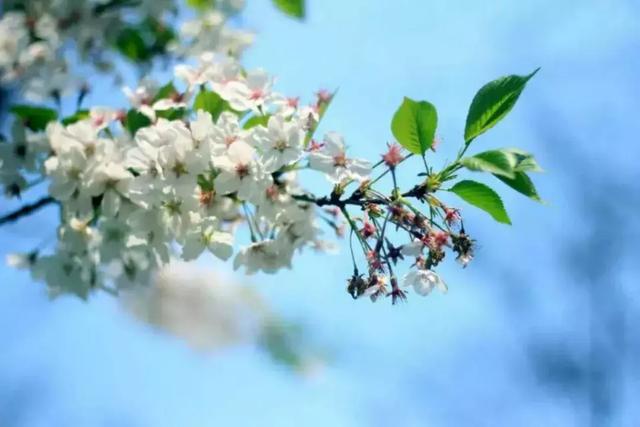 不可小看的上海一条小街多伦路(魔都100条必逛小马路)(104)