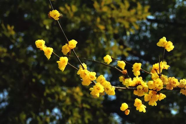 不可小看的上海一条小街多伦路(魔都100条必逛小马路)(107)