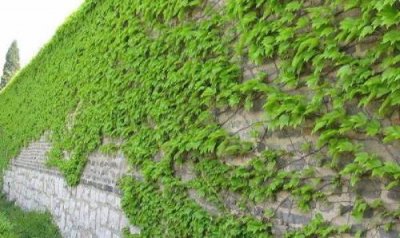 ​爬山虎是什么植物类别（爬山虎植物长什么样）