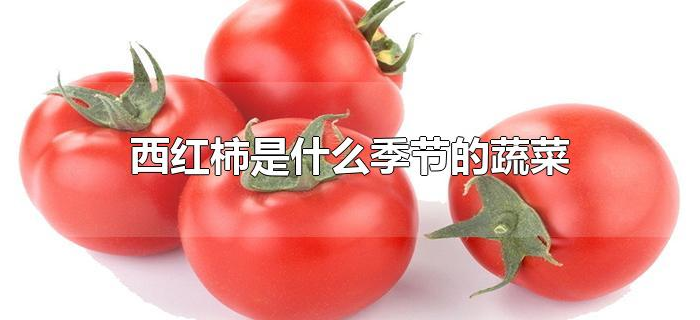 西红柿是什么季节的蔬菜