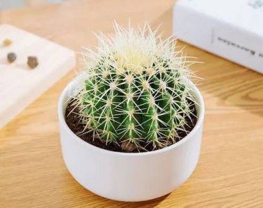 ​仙人掌防辐射是真的吗（仙人掌到底能不能防辐射）