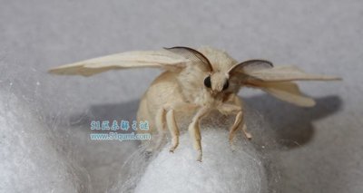 ​蚕蛾的功能与效率 蚕蛾有毒吗?