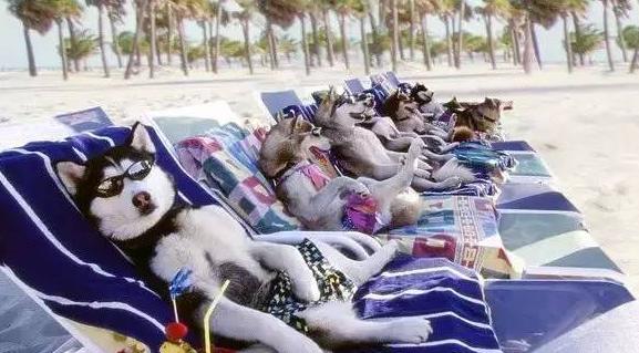 最值得观看的两部关于狗狗的电影(一定要看的七部狗狗电影)(8)