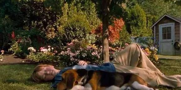 最值得观看的两部关于狗狗的电影(一定要看的七部狗狗电影)(7)