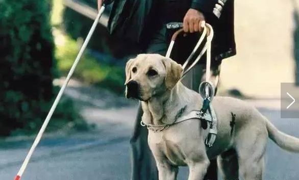 最值得观看的两部关于狗狗的电影(一定要看的七部狗狗电影)(5)