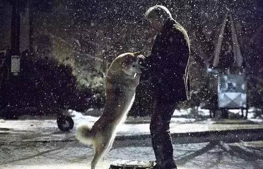 最值得观看的两部关于狗狗的电影(一定要看的七部狗狗电影)(3)