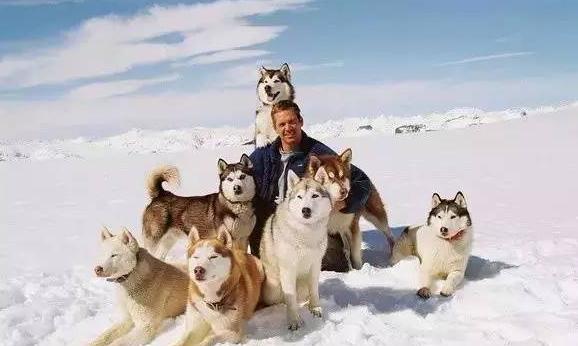 最值得观看的两部关于狗狗的电影(一定要看的七部狗狗电影)(9)